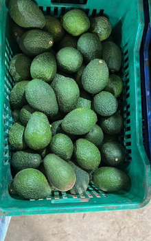 Premium Fresh Hass Avocado for Wholesale Export - Davine fort services - Uganda